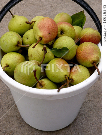 bucket full of pears bucket full of pears 13626245