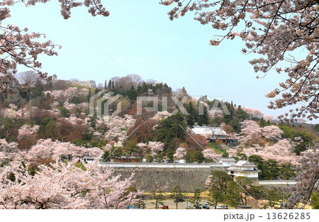 霞ヶ城公園の桜 霞ヶ城公園の桜 13626285