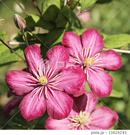 Clematis 13626295