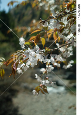 沢に咲くヤマザクラ 13626300