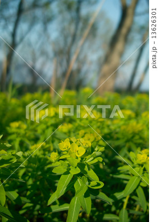 今津の浜　満開のノウルシ 13626301