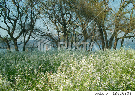 今津の浜のハマダイコンの花-1 13626302
