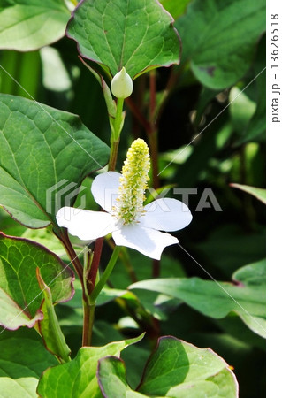 初夏のドクダミの花 一輪 初夏のドクダミの花 一輪 13626518