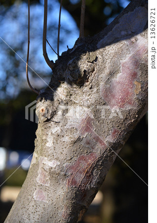 ヤマボウシ（山法師） 13626721