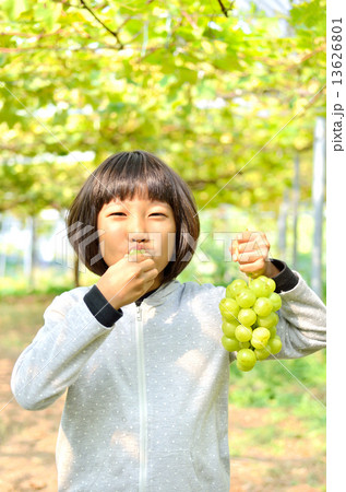 ぶどう狩りを楽しむ女の子 13626801