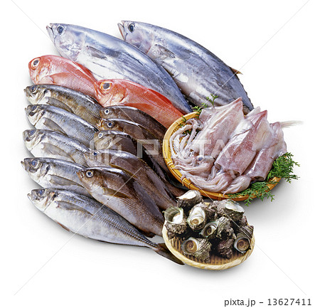 鮮魚集合 13627411