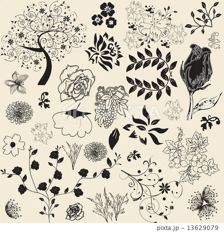 Floral vector elements 13629079