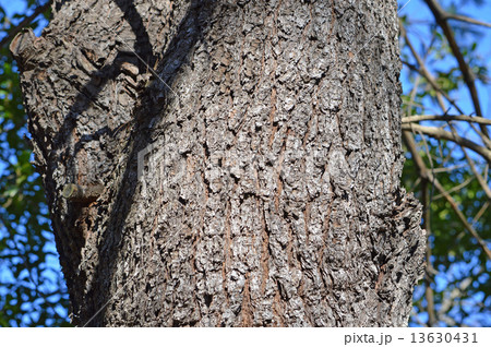 ストローブマツ（ストローブ松） 13630431