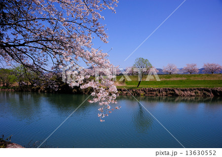 山鹿の桜 13630552