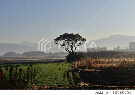 朝靄の風景C 13630556