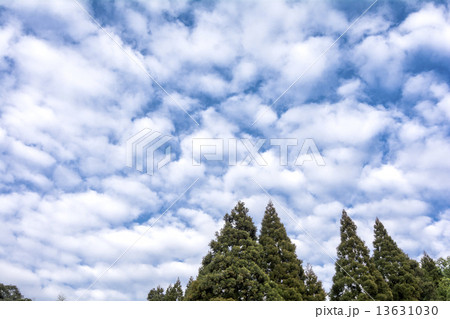 高積雲の空と杉並木 13631030