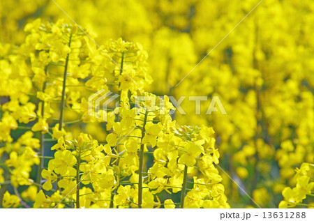 菜の花 13631288