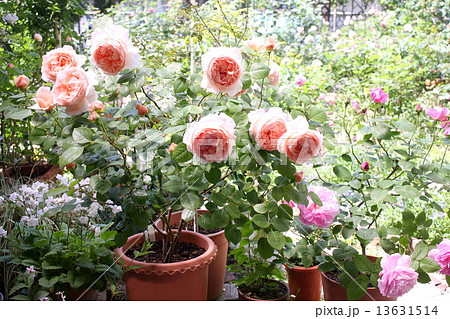 イングリッシュ ローズの鉢植えがある庭の写真素材