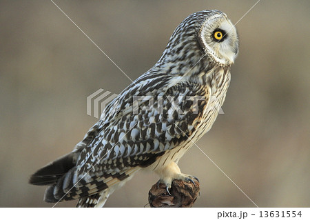 コミミズクの横顔 13631554