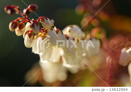絶滅危惧植物　アマミアセビ　絶滅危惧IＡ類(CR) 13632004