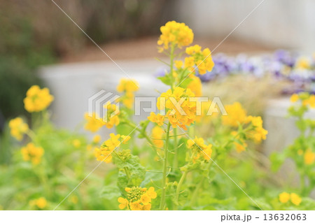 カンザキハナナの花 13632063