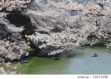 桜 13632486
