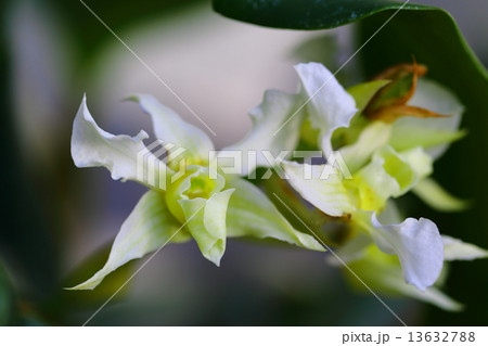 デンドロビウム・フォーブシイ 13632788