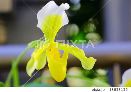 パフィオペディルム・インシグネ・サンデラエ パフィオペディルム・インシグネ・サンデラエ 13633136