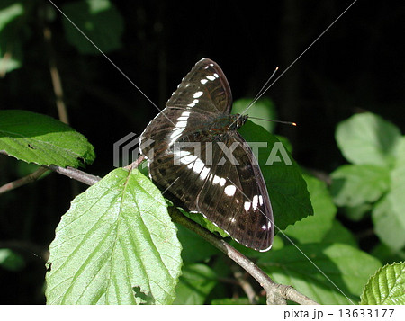 イチモンジチョウ 13633177