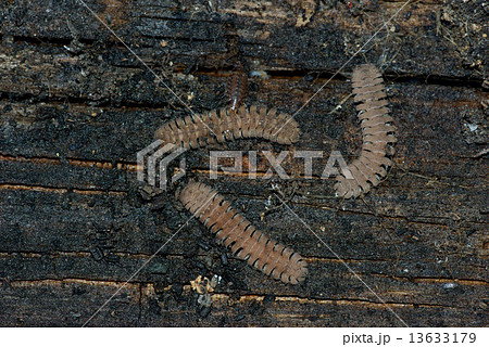 マクラギヤスデ 13633179