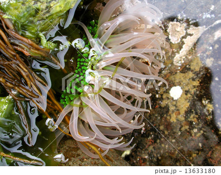 ミドリイソギンチャク ミドリイソギンチャク 13633180