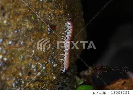 ヤケヤスデ 13633231