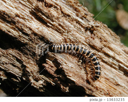 ヤマトアカヤスデ ヤマトアカヤスデ 13633235