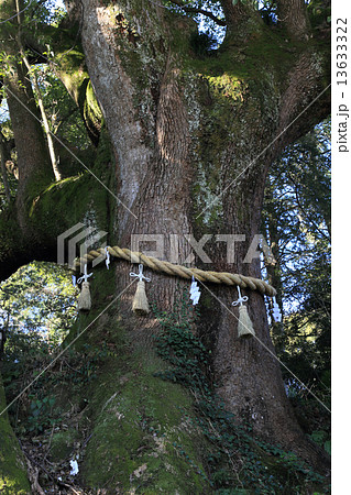 四国霊場第67番札所「大興寺」参道石段横の香川県保存木「大興寺の大クス」 13633322