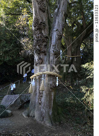 四国霊場第67番札所「大興寺」参道石段横の香川県指定自然記念物「小松尾寺のカヤ」と香川県保存木「大興寺の大クス」 13633323