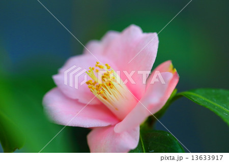 カメリア・ロゼフローラ カメリア・ロゼフローラ 13633917