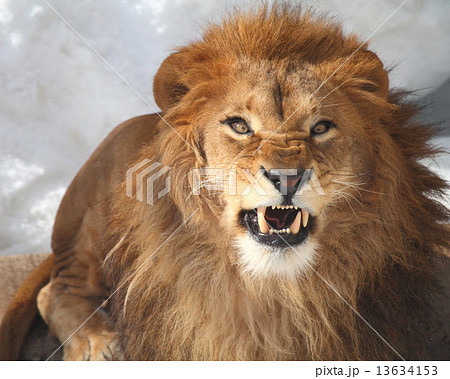 ライオンの牙の写真素材 [13634153] - PIXTA