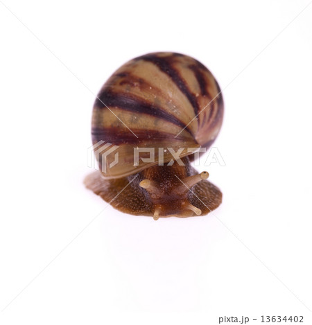 Snail (Amphidromus) isolated on white background Snail (Amphidromus) isolated on white background 13634402