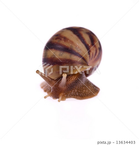 Snail (Amphidromus) isolated on white background 13634403