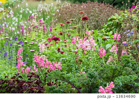 Fully meadow with various flowers Fully meadow with various flowers 13634690