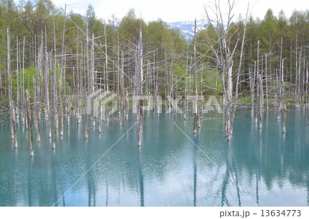 青い池 13634773