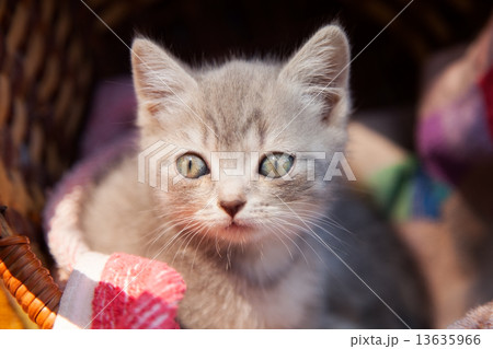 kitten 13635966