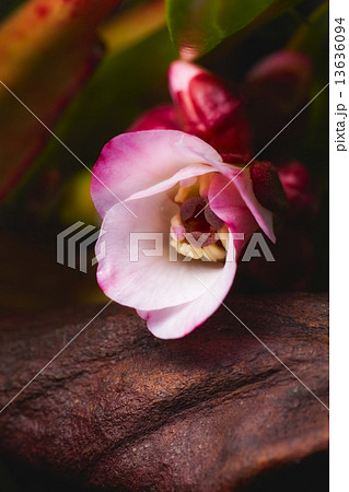 flower flower 13636094