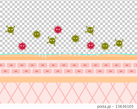 芽孢桿菌在皮膚橫截面上 芽孢桿菌在皮膚橫截面上 13636105