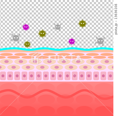 Bacillus on the skin cross section Bacillus on the skin cross section 13636108