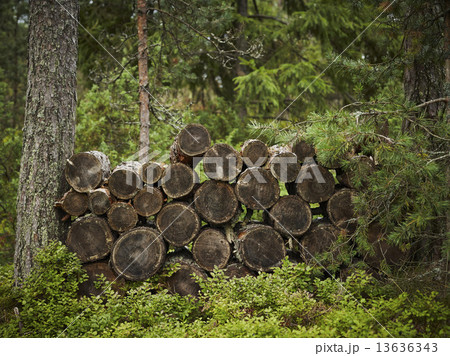 Firewood Firewood 13636343