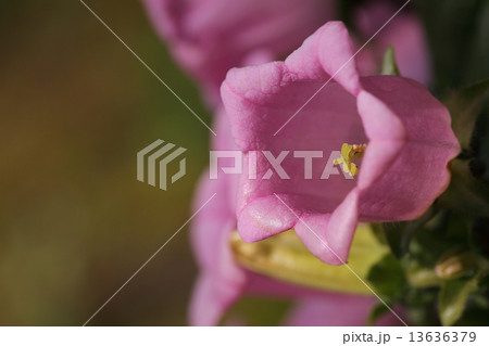 カンパニュラ桃色花 カンパニュラ桃色花 13636379