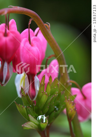 ケマンソウの花と雨雫 13637133