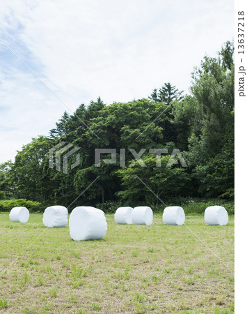 牧草ロール 13637218