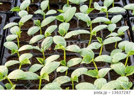 cucumber seedling on tray in greenhouse. cucumber seedling on tray in greenhouse. 13637287