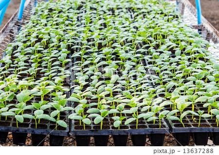 cucumber seedling on tray in greenhouse. cucumber seedling on tray in greenhouse. 13637288
