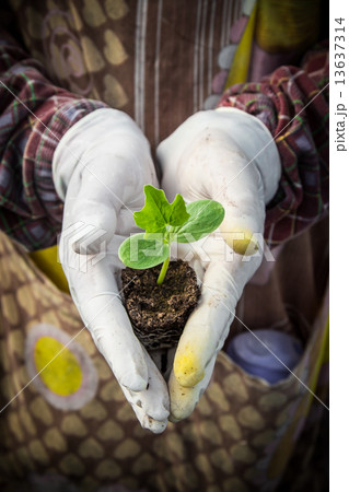 seedling of watermelon on hand woman in greenhouse. 13637314