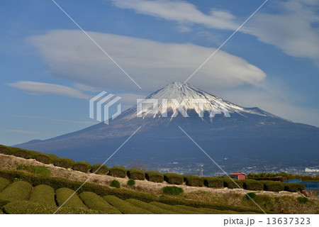 茶畑、つるし雲と富士山 13637323