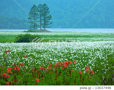 初夏の尾瀬沼 13637496