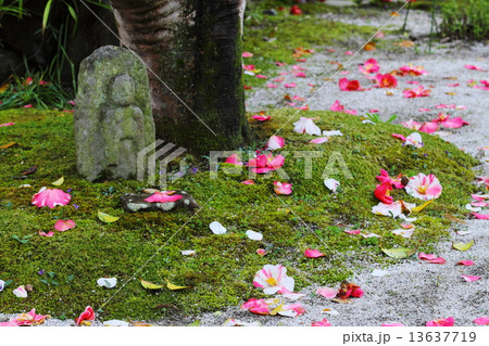 白毫寺　石仏と散り椿 13637719